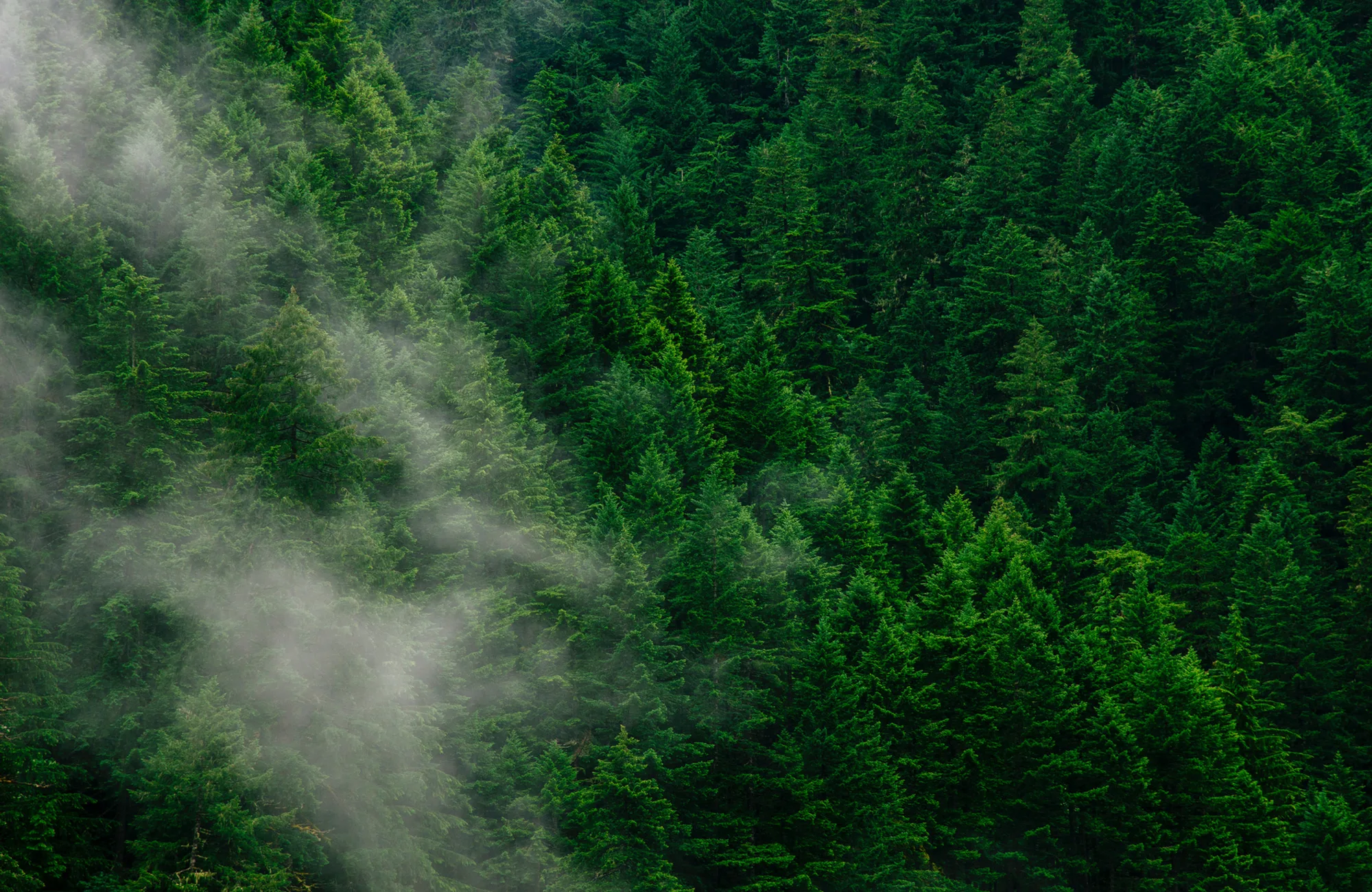 Forêt de conifères dans la brume
